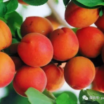 网红小红杏,网络红人的崛起与影响力