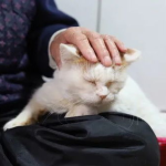 网红猫醒醒,萌态可掬的喵星人走红网络